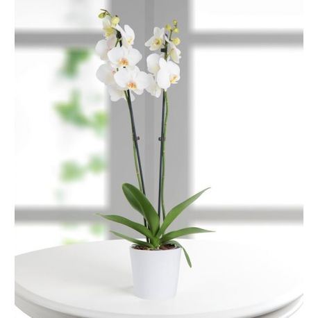 Orquidea Natural Blanca